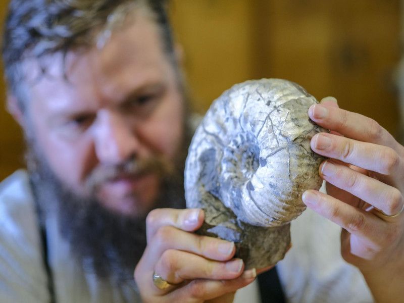 Free Fossil Festival At Scarborough's Rotunda Museum